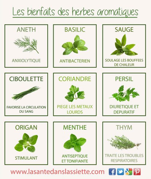 les-bienfaits-des-plantes-aromatiques