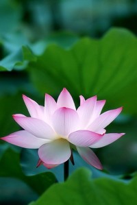Lotus-rose.jpg