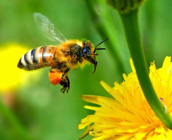 Les-abeilles.jpg