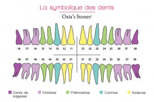 La Symbolique Des Dents